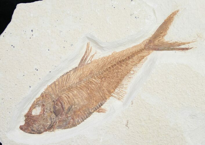 Stunning Diplomystus Fossil Fish #8790